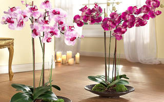 Мое любимое растение орхидея