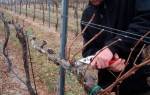 Чем обрабатывать виноград перед укрытием на зиму