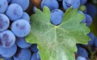 Содержание сахара в винограде изабелла