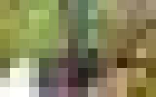 Как правильно опиливать яблони осенью