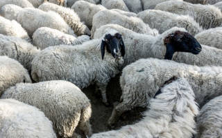 Сколько овец и баранов стоит в музее