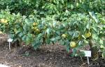 Обладает ли весом яблоня растущая в саду
