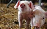 Чем кормить свинью в домашних условиях