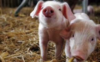 Чем кормить свинью в домашних условиях