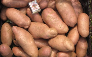 Сорт картофеля американка фото
