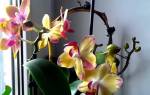 Нужно ли поливать орхидею во время цветения