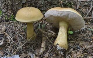 Ложный белый гриб описание как отличить