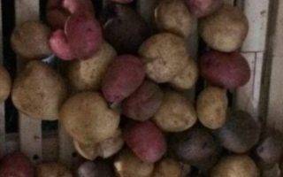 Как сделать хранилище для картофеля