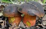 Какие грибы растут под дубом осенью