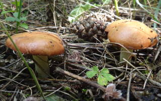 Крымская степная однобочка гриб