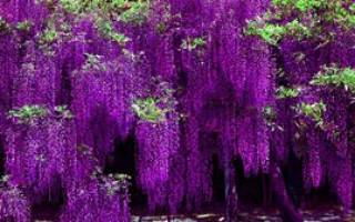 Цветы нежно фиолетового цвета