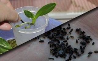 Как посеять семена орхидеи в домашних условиях