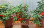 Комнатные томаты выращивание томатов зимой