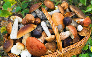 Сколько можно хранить свежие грибы без обработки