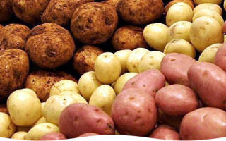 Как правильно садить картошку или сажать картошку