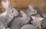 Состав полнорационного комбикорма для кроликов