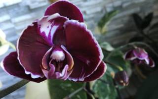 Орхидея фаленопсис каменная роза фото