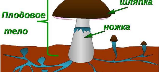 Схема шляпочного гриба 3 класс