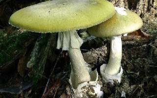 Фото несъедобных грибов с названиями и описанием