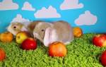 Можно ли кроликам давать яблоки