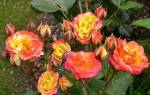 Полиантовые розы фото с названиями