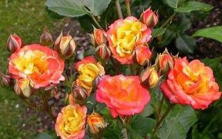Полиантовые розы фото с названиями