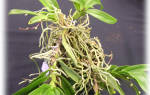 У эпифитных орхидных корни могут фотосинтезировать