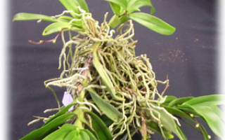 У эпифитных орхидных корни могут фотосинтезировать