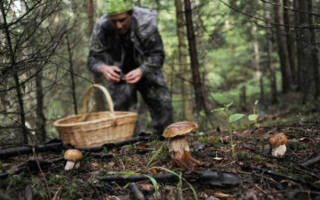 Куда поехать за грибами в краснодарском крае