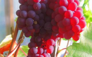 Красные столовые сорта винограда