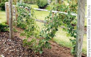 Куда посадить ежевику на участке