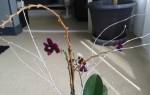Как обрезать засохший цветонос у орхидеи