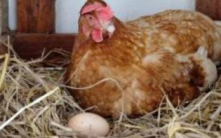 Курица села высиживать яйца что делать