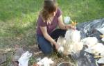 Как разделывают курицу на птицефабрике видео