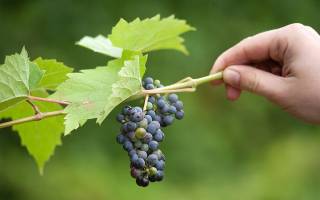 Какой виноград лучше посадить в подмосковье