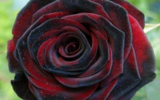 Роза чайно гибридная черная магия