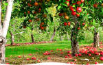 Чем подкормить плодово ягодные деревья осенью
