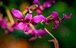 Орхидея описание растения для детей общая